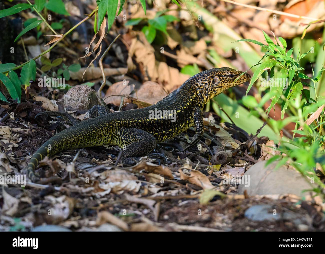 Un Cuzco Tegu (Tupinambis cuzcoensis) se nourrissant dans les buissons. Parc national de Manu, Cuzco Pérou, Amérique du Sud. Banque D'Images