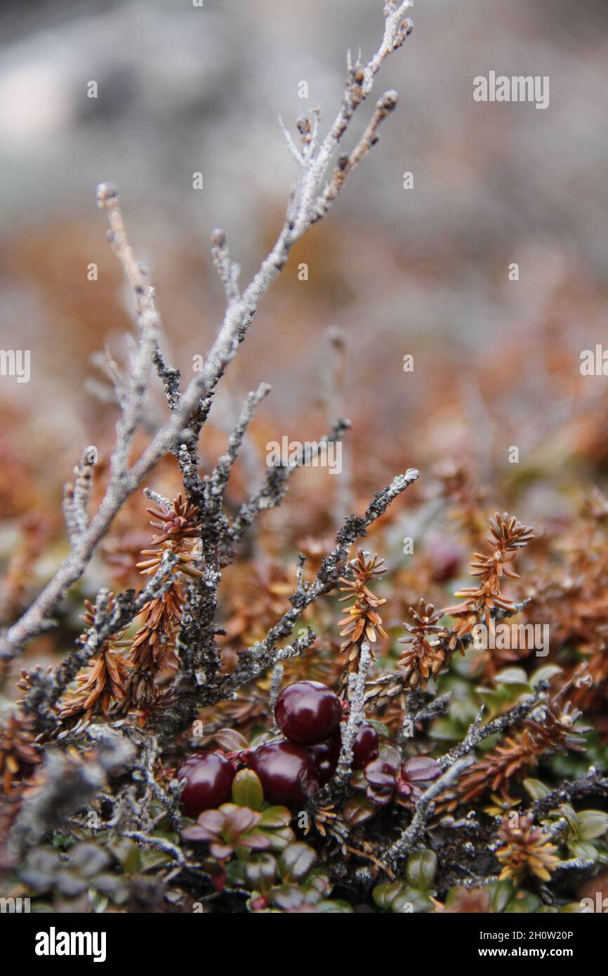 Canneberges ou mûres mûres poussant sur la toundra arctique avec des feuilles changeant de couleur automnale, trouvées près d'Arviat, Nunavut Banque D'Images