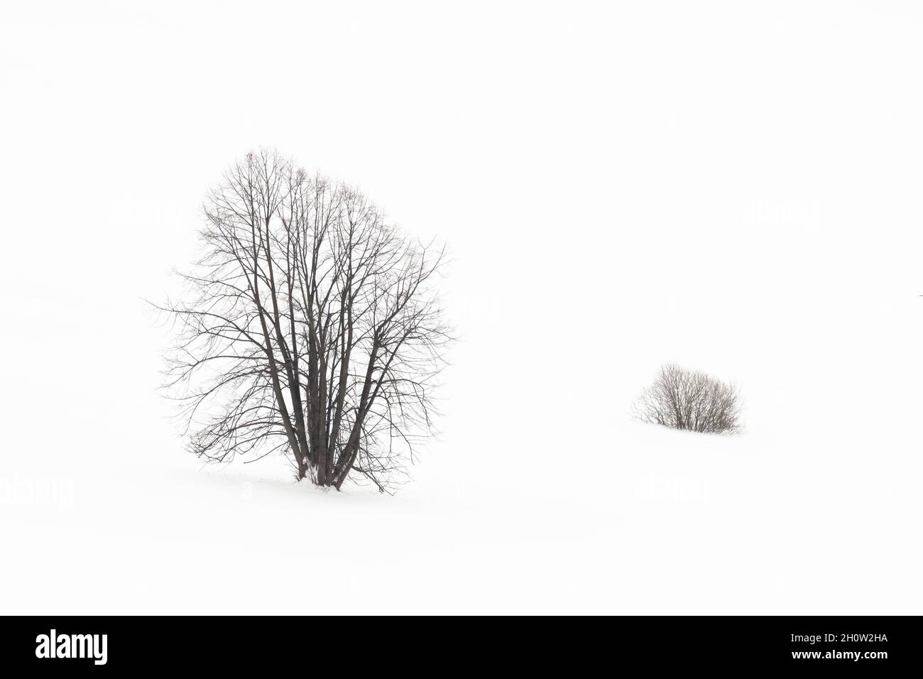 Un seul arbre debout dans un environnement enneigé en hiver Banque D'Images