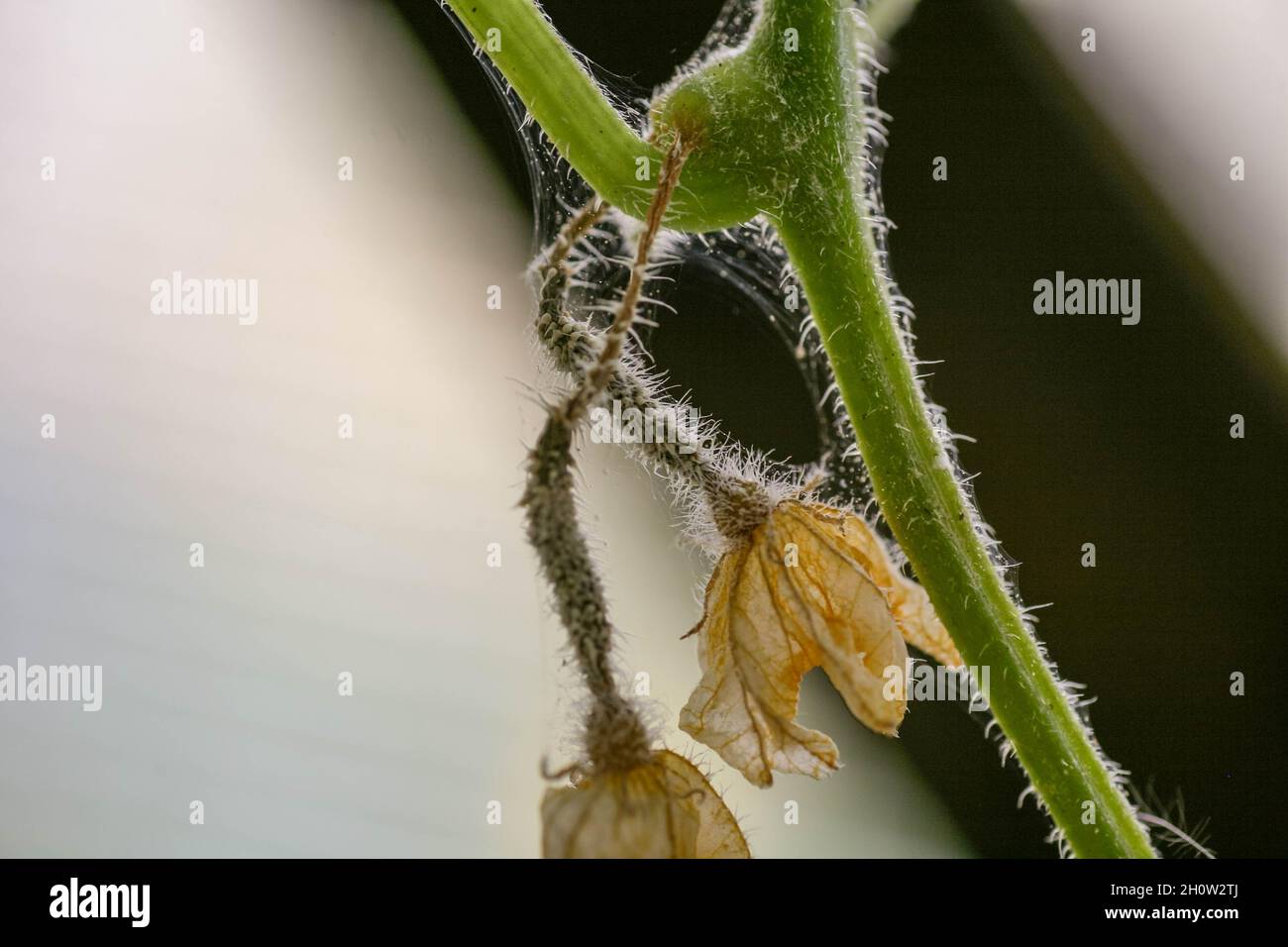Affecté par les maladies et les ravageurs des feuilles de plantes et des fruits du concombre la sclérotiose de la pourriture blanche les maladies des concombres sont la pourriture blanche.Peresporose du mildiou, sclérotinose de la pourriture blanche. Banque D'Images
