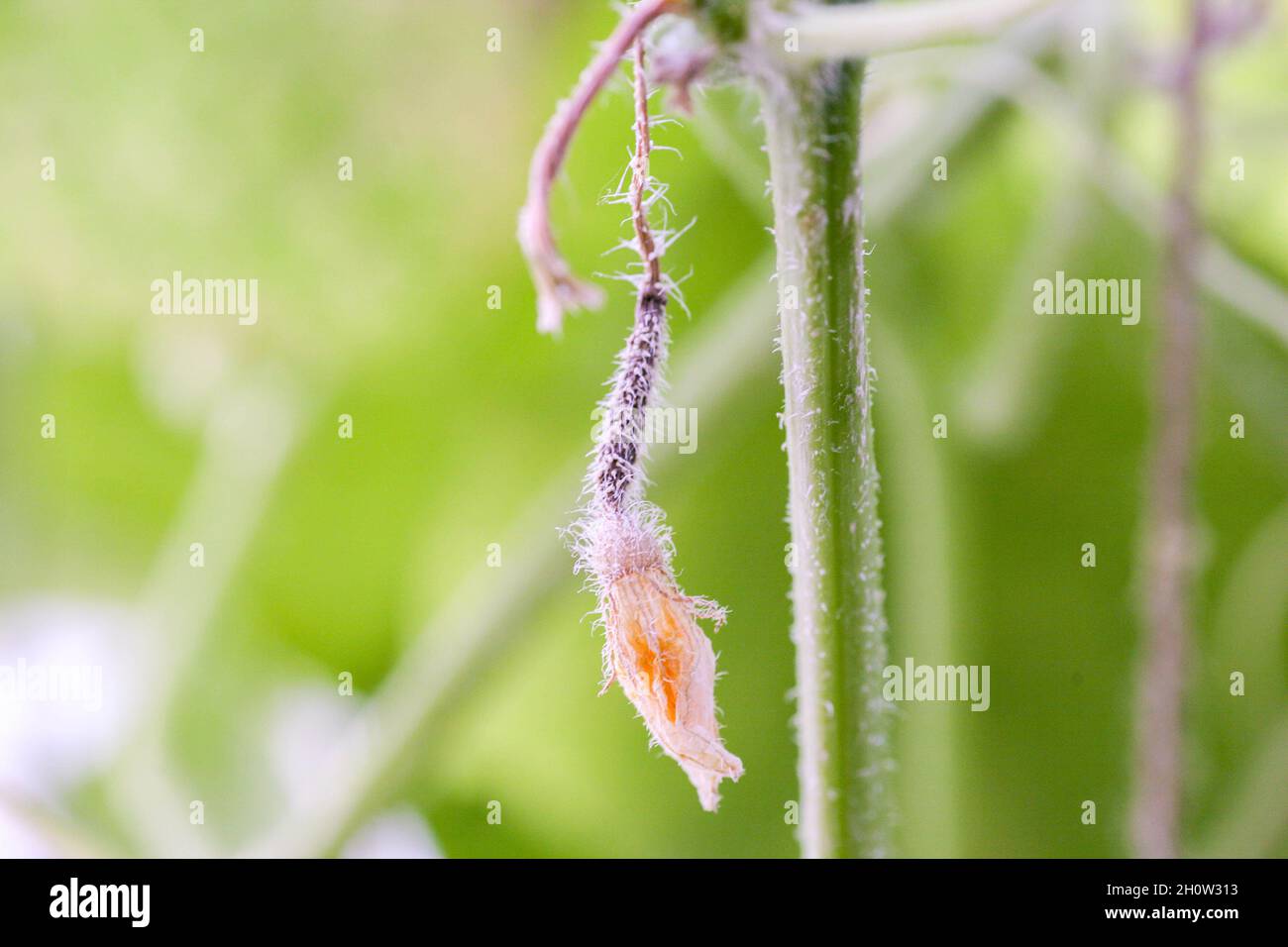 Affecté par les maladies et les ravageurs des feuilles de plantes et des fruits du concombre la sclérotiose de la pourriture blanche les maladies des concombres sont la pourriture blanche.Peresporose du mildiou, sclérotinose de la pourriture blanche. Banque D'Images