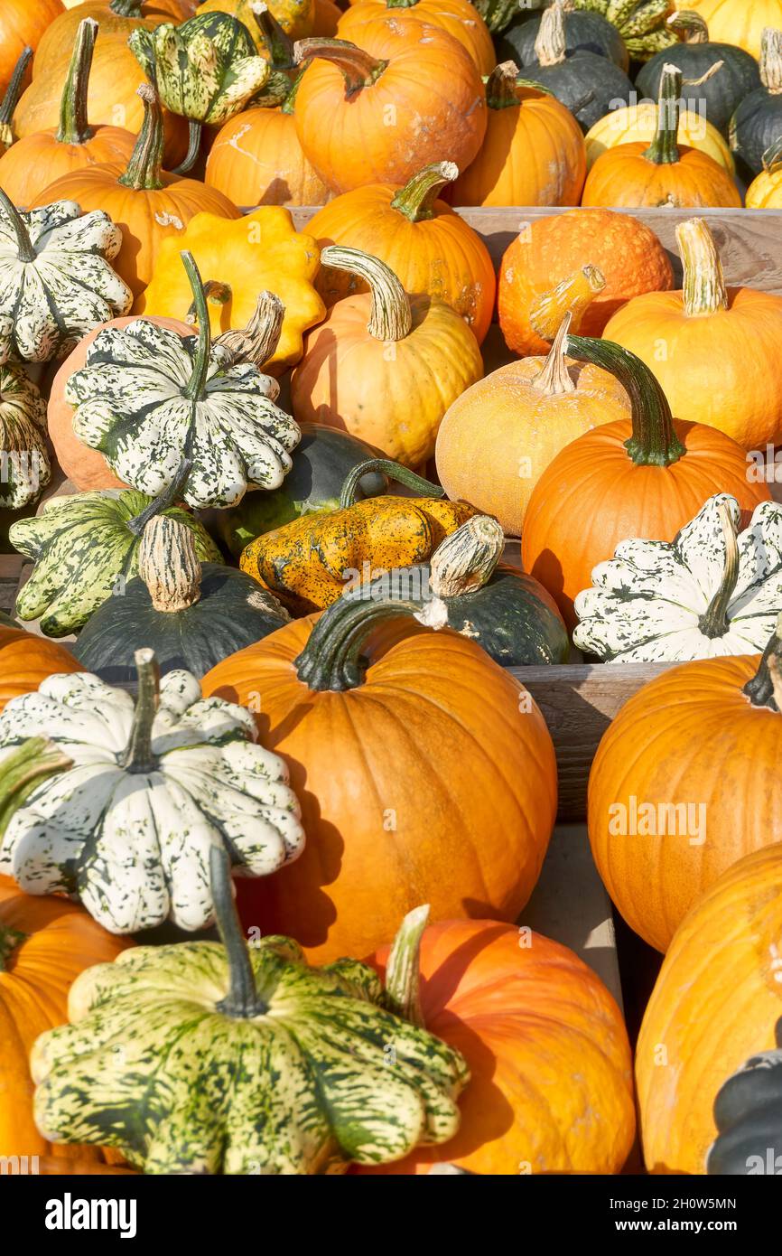 Gourdes en vente sur un marché agricole en automne.Divers types, tailles et variétés de gourdes.Image verticale. Banque D'Images