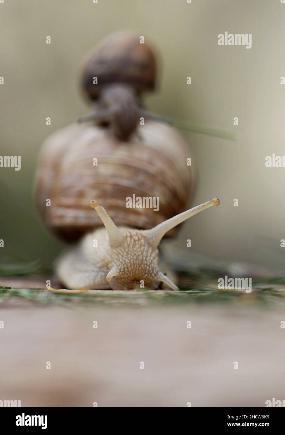 petit escargot sur grand escargot, mère escargot porter l'enfant sur son dos, vue de face Banque D'Images