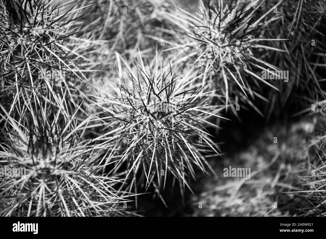 Photo noir et blanc d'un cactus dans le désert. Banque D'Images