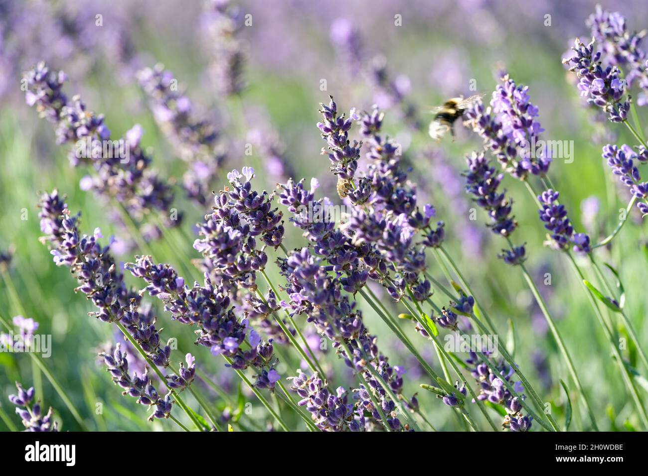 Magnifique champ d'été avec fleurs de lavande de gros plan Banque D'Images
