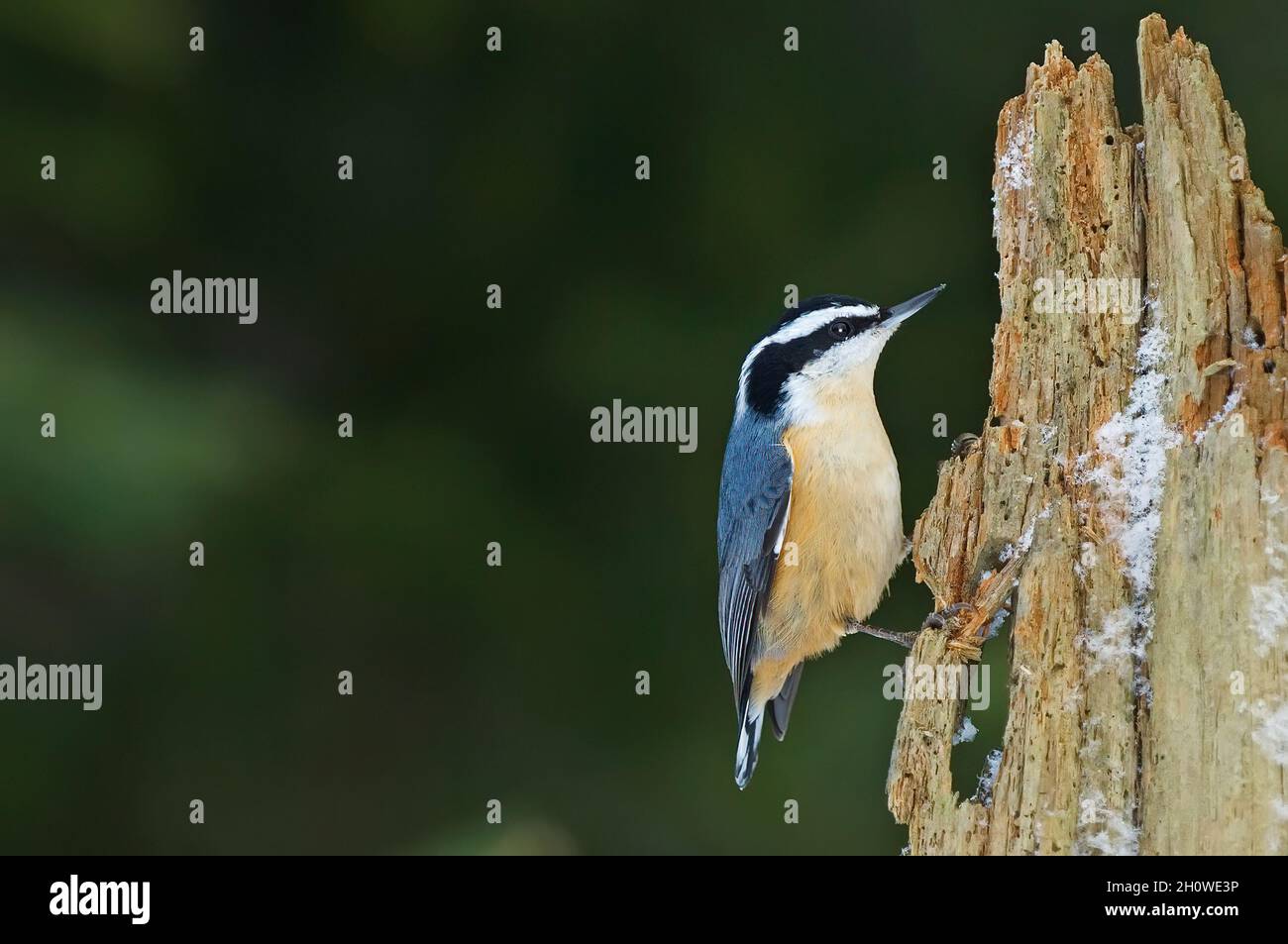 Recherche de nuthatch à la poitrine rouge au parc provincial Algonquin, Ontario Canada Banque D'Images