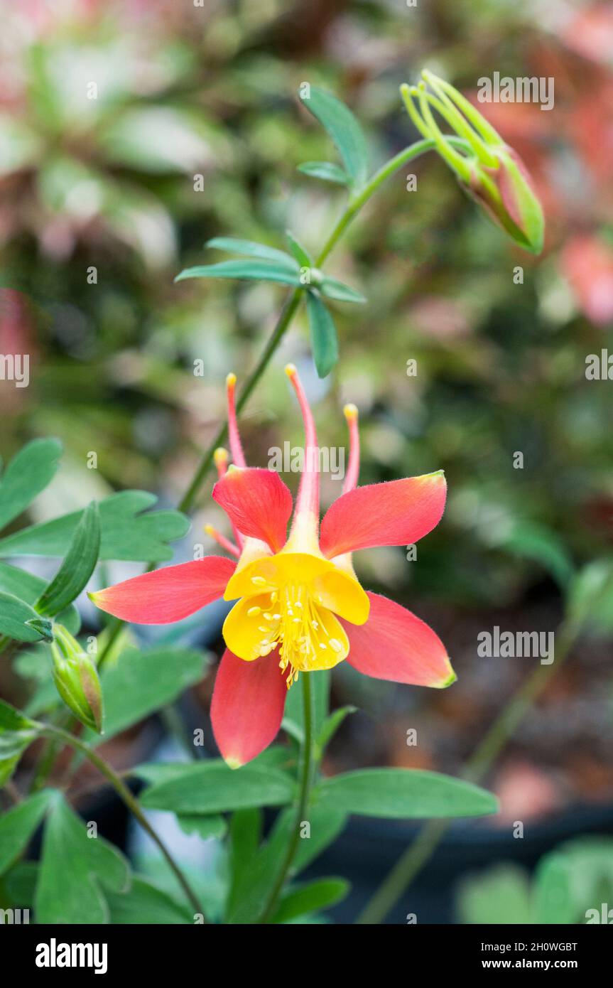 Gros plan de Aquilegia skinneri Tequile Sunrise fleur et bourgeons non ouverts en été une vivace entièrement durcie aussi appelé Columbine ou Grannys Bonnet Banque D'Images