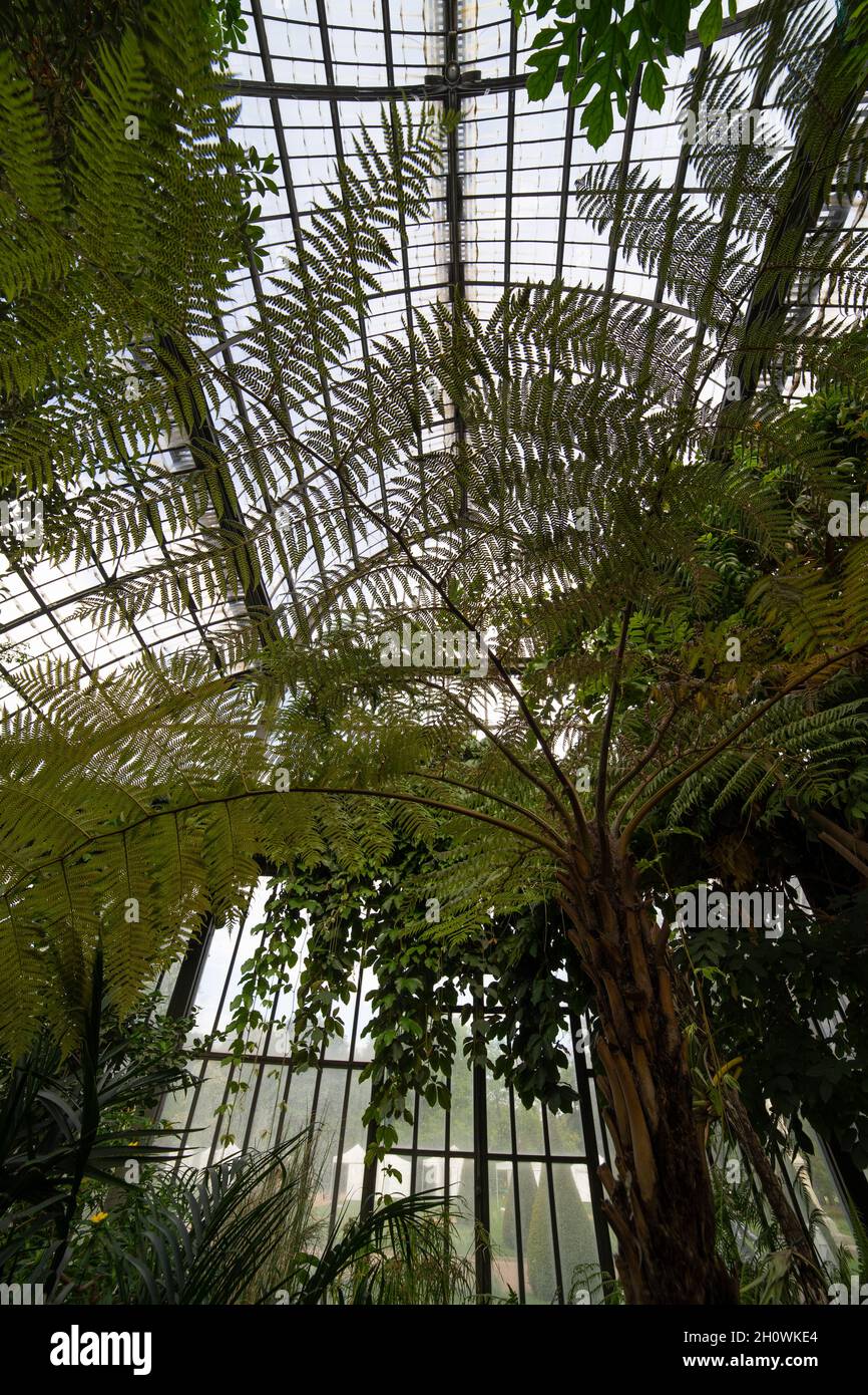A l'intérieur de la serre dans le parc de la tête dorée (Parc de la tête d'Or) à Lyon, France. Banque D'Images