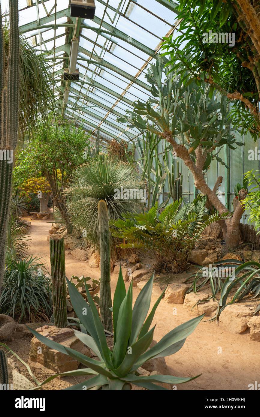 A l'intérieur de la serre dans le parc de la tête dorée (Parc de la tête d'Or) à Lyon, France. Banque D'Images