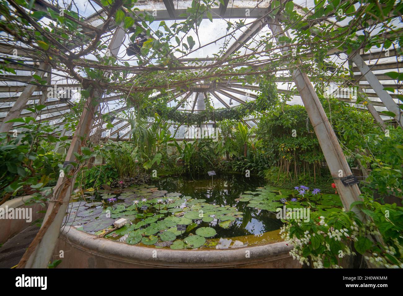 A l'intérieur de la serre dans le parc de la tête dorée (Parc de la tête d'Or) à Lyon, France. Banque D'Images