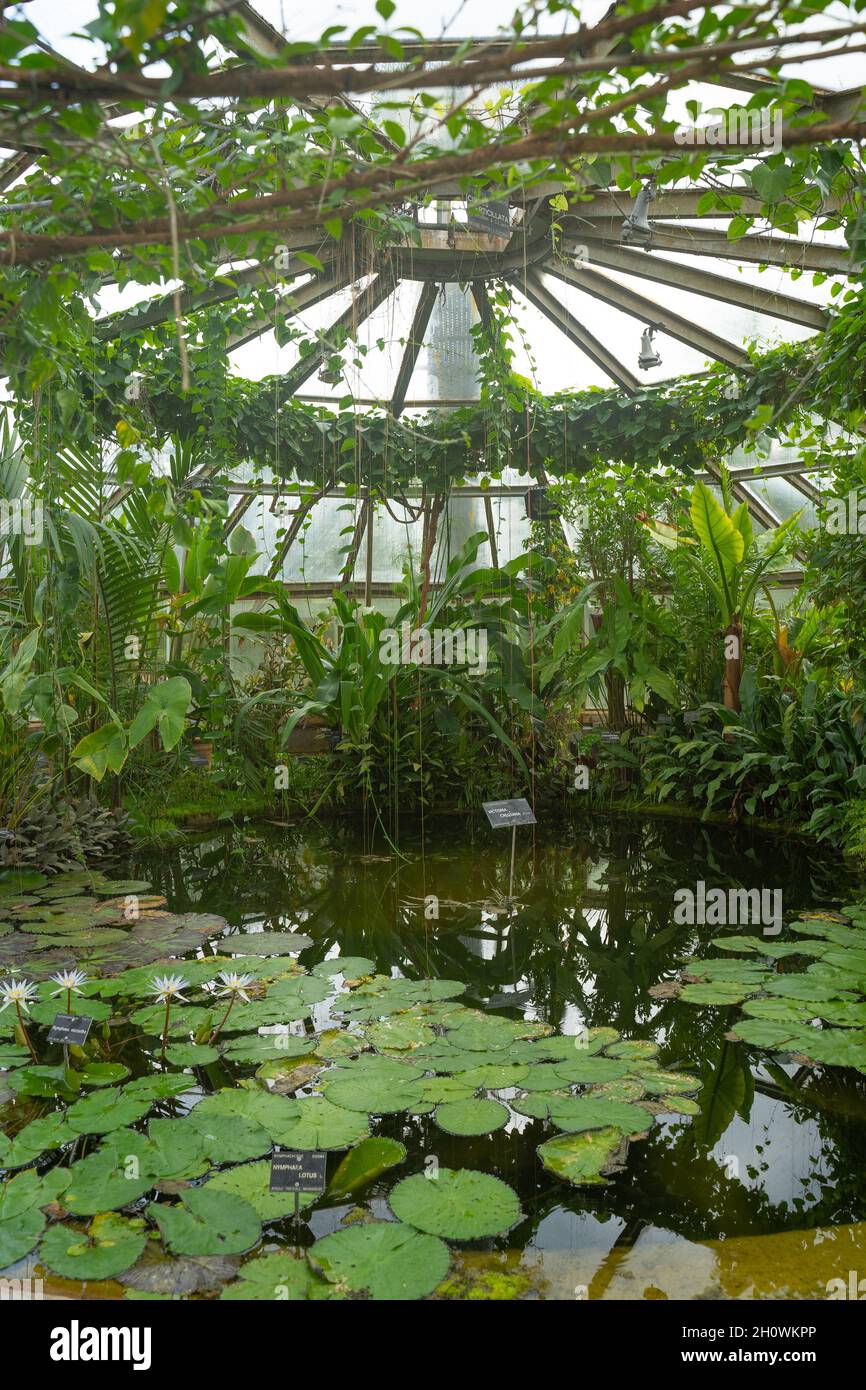 A l'intérieur de la serre dans le parc de la tête dorée (Parc de la tête d'Or) à Lyon, France. Banque D'Images A l'intérieur de la serre dans le parc de la tête dorée (Parc de la tête d'Or) à Lyon, France. Banque D'Images
