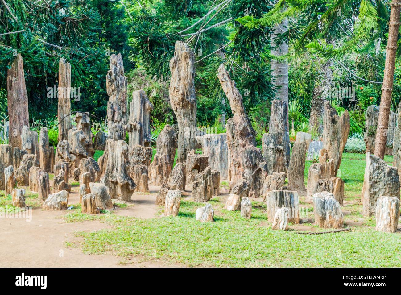 Arbres pétrifiés dans les jardins botaniques nationaux de Kandawgyi à Pyin Oo Lwin, au Myanmar Banque D'Images