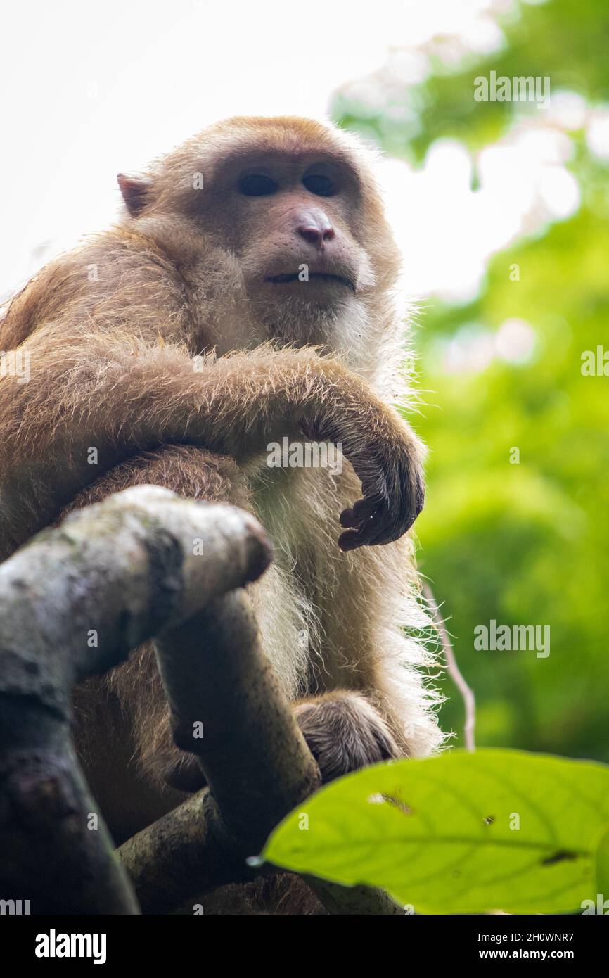 Rhésus Macaque (Macaca mulatta) gros plan.Le singe regardant d'une petite branche d'arbre. Banque D'Images