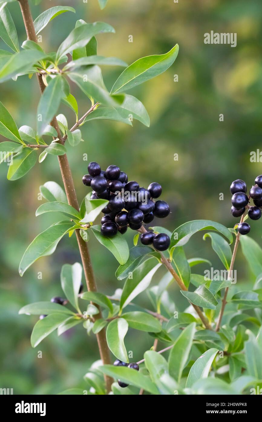 Ligustrum vulgare, Common Wild Privet Banque D'Images