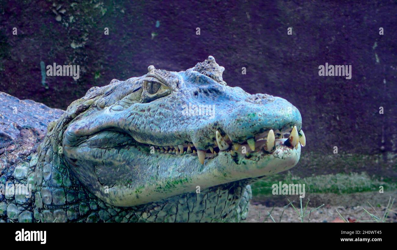 Gros plan sur la tête d'un alligator Banque D'Images