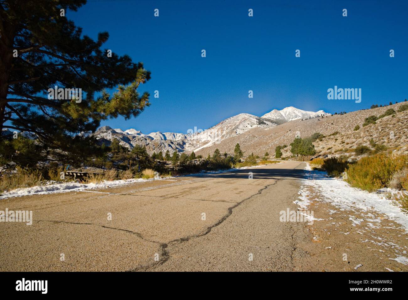 Belles montagnes de l'est de la Sierra après la récente tempête de neige, donnant un indice d'hiver est ici.Ligne de tête de route de montagne avec un immense pin aux montagnes. Banque D'Images