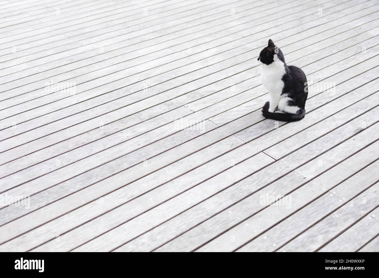 Chat domestique noir et blanc assis sur une terrasse en bois à l'extérieur Banque D'Images