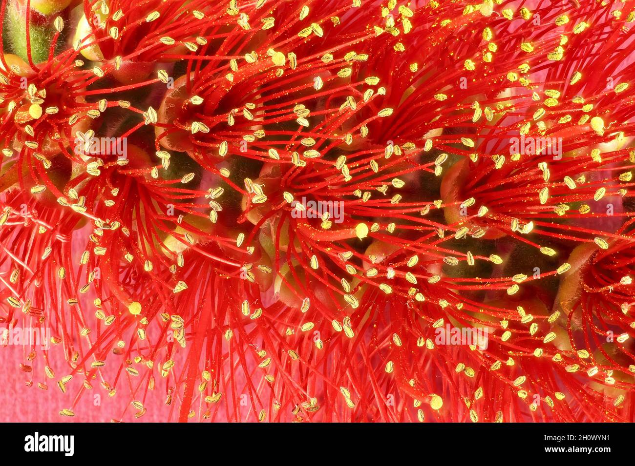 Gros plan détaillé de l'inflorescence de la brosse à dents (Callistemon) Banque D'Images