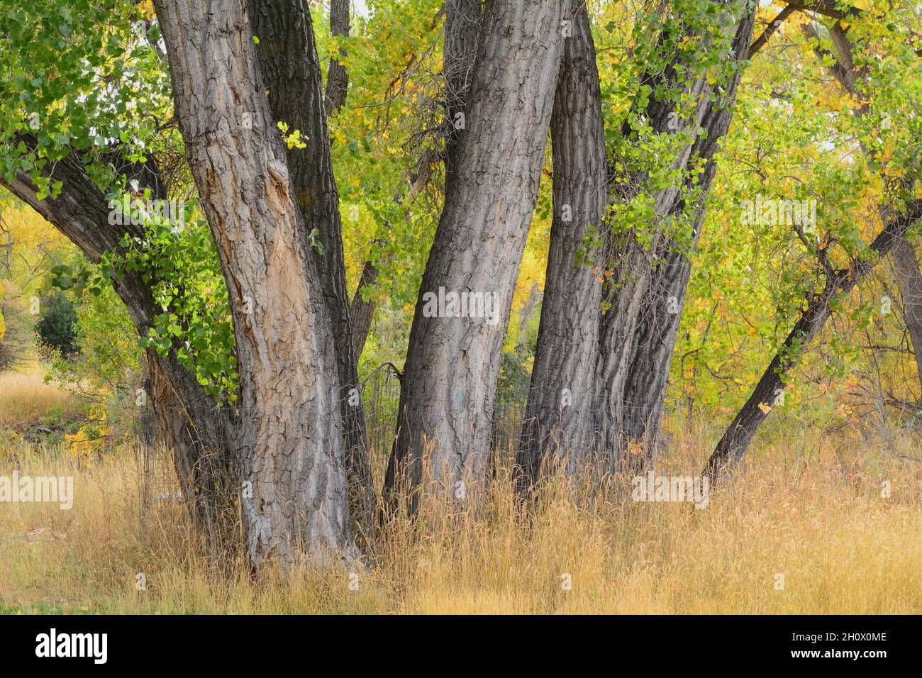 Troncs d'arbres avec herbes d'automne sèches et feuilles jaunissement Banque D'Images