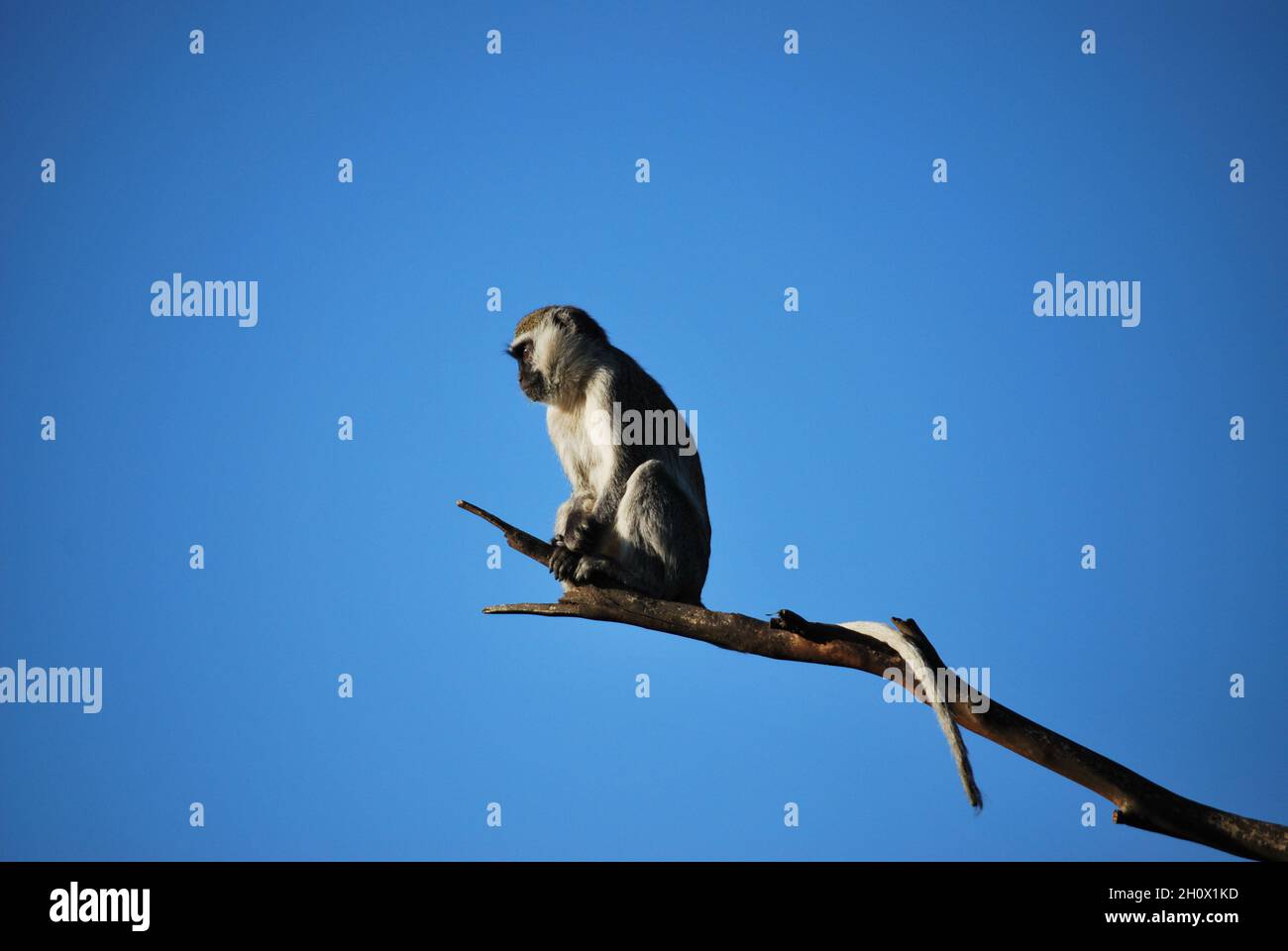 Une montre de singe vervet de Hilgert d'une succursale du Werribee Safari Zoo de Victoria en Australie Banque D'Images