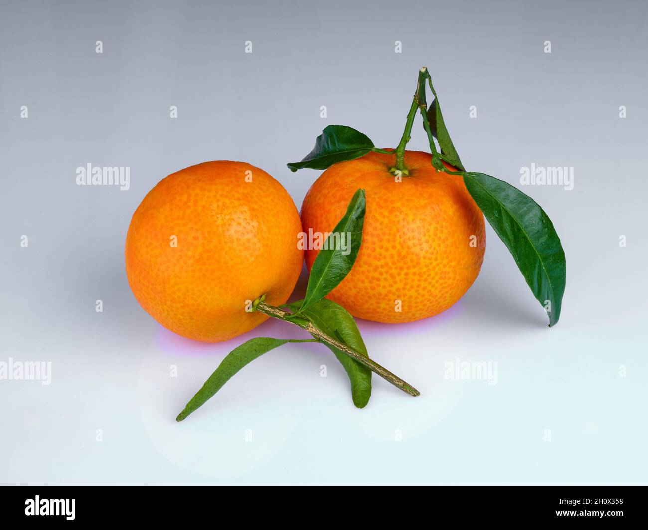 deux mandarines fraîches bio avec des feuilles vertes sur fond blanc.Tangerines Banque D'Images