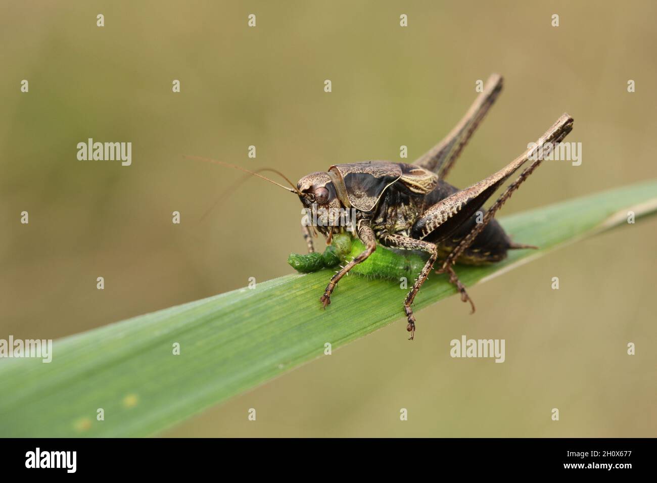 Un Bush-Cricket foncé, Pholidoptera griseoaptera, mangeant une chenille sur une lame d'herbe dans un pré. Banque D'Images