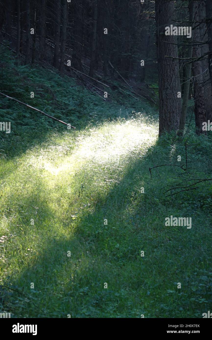 Moment magique d'un sunbeam qui coule dans la forêt Banque D'Images
