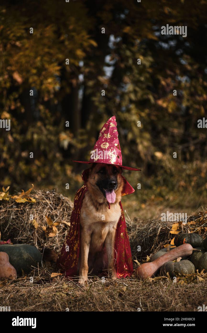 Assis dans le foin près de citrouilles orange et vertes contre la forêt d'automne.Fêtez vos vacances.Chapeau et manteau Red Wizards, chien en robe de fantaisie.Berger allemand Banque D'Images