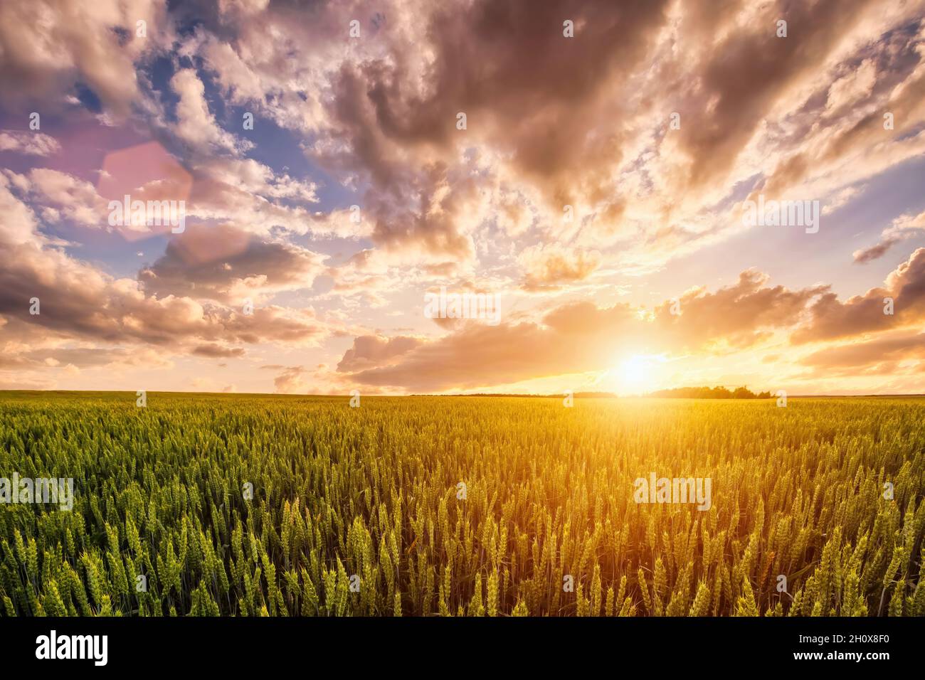 Coucher de soleil ou lever de soleil sur un champ de blé avec de jeunes oreilles vertes et un ciel nuageux spectaculaire. Banque D'Images