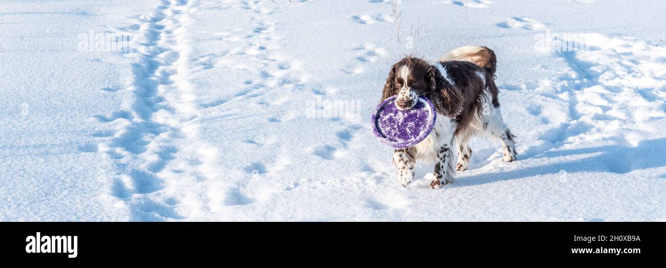 L'épagneul anglais Springer joue avec l'assiette sur la neige Banque D'Images