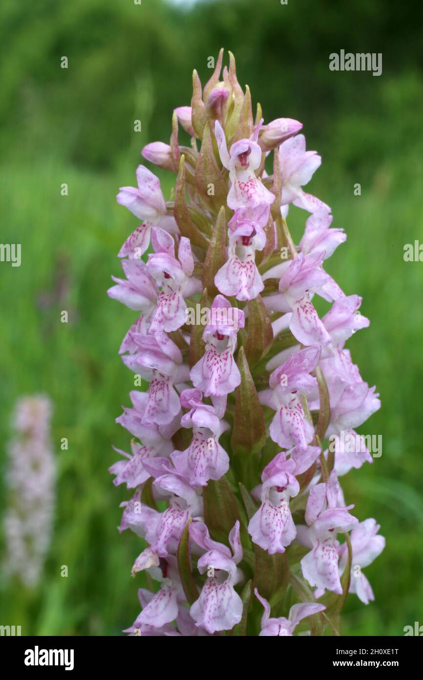 Dactylorhiza incarnata, Orchidée du marais précoce, Orchidaceae.Plante sauvage en été. Banque D'Images