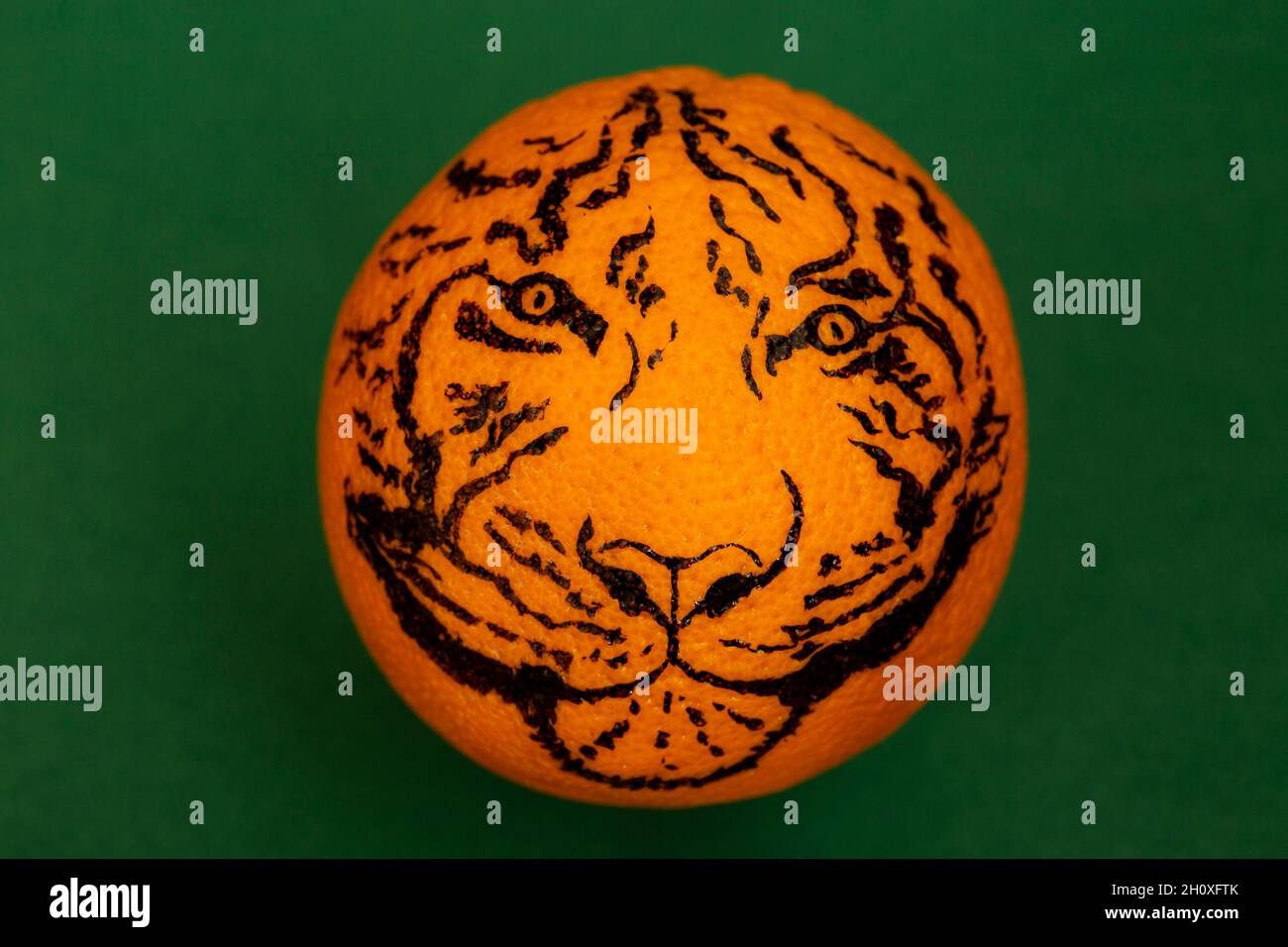 Tigre tirant sur un fruit orange, sur fond vert.Nouvelle année chinoise, concept 2022 Banque D'Images