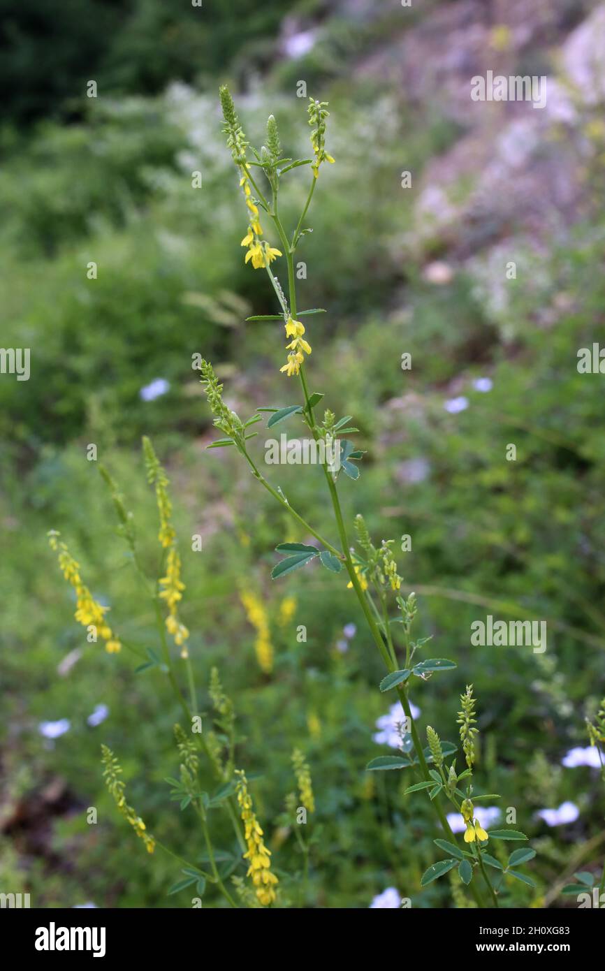 Melilotus officinalis, méliot jaune commun, trèfle doux et moelleux.Fabaceae.Plante sauvage en été. Banque D'Images
