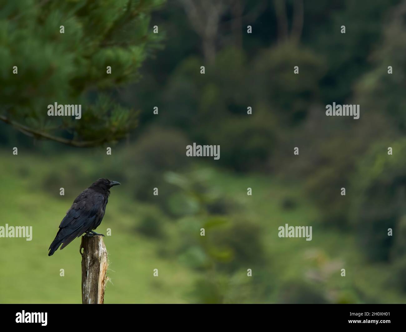 Un corbeau perché, en équilibre et alerte, sur un poste en retard devant un arrière-plan verdoyant de sapins de campagne, de champs et de collines. Banque D'Images