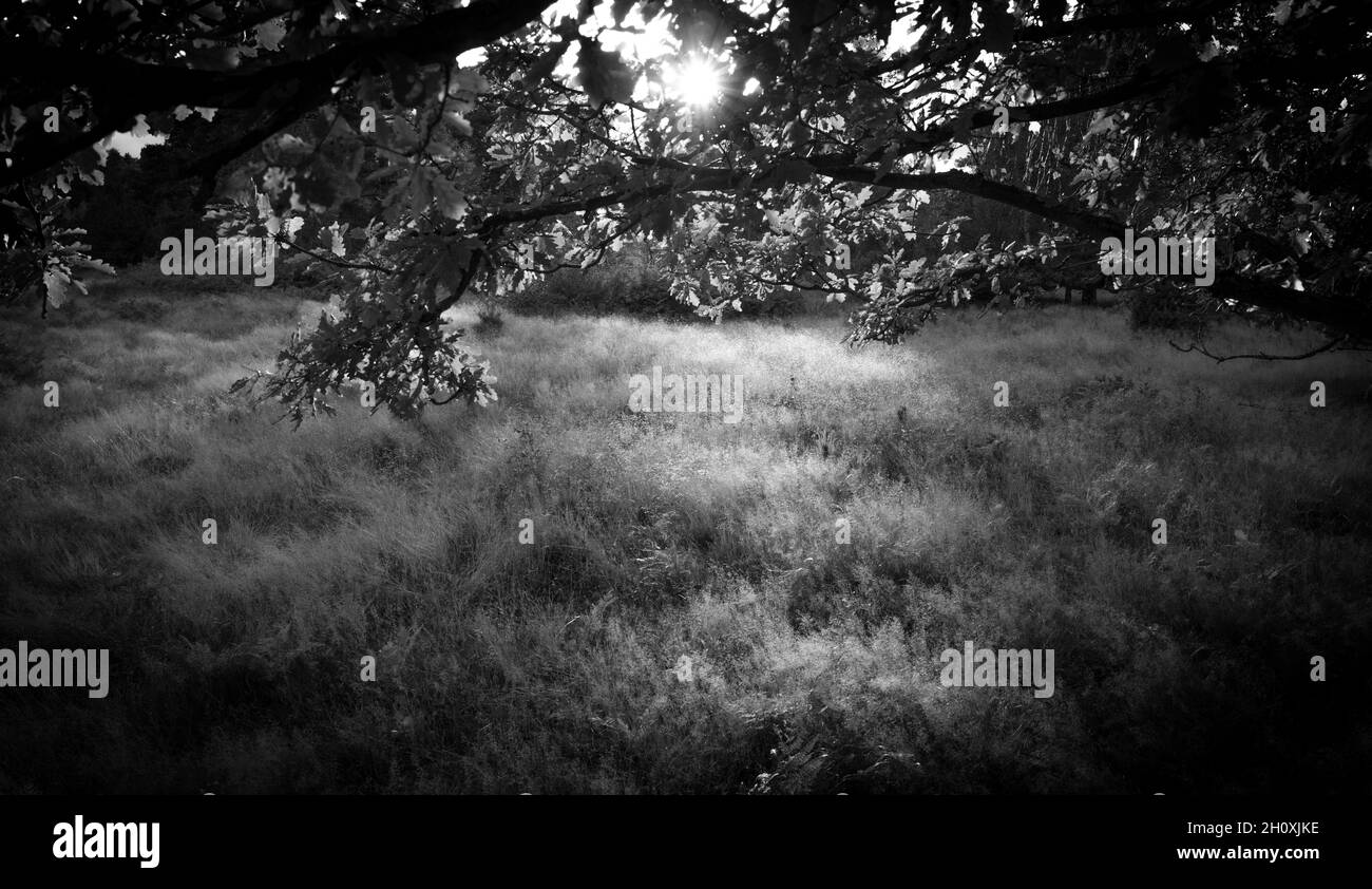Automne, Budby Common, forêt de Sherwood, Notinghamshire, Angleterre. Banque D'Images