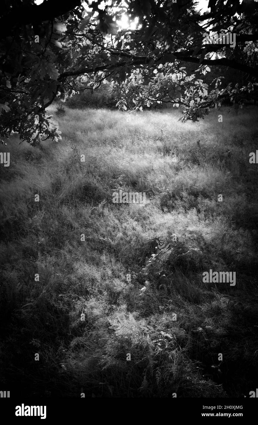 Automne, Budby Common, forêt de Sherwood, Notinghamshire, Angleterre. Banque D'Images