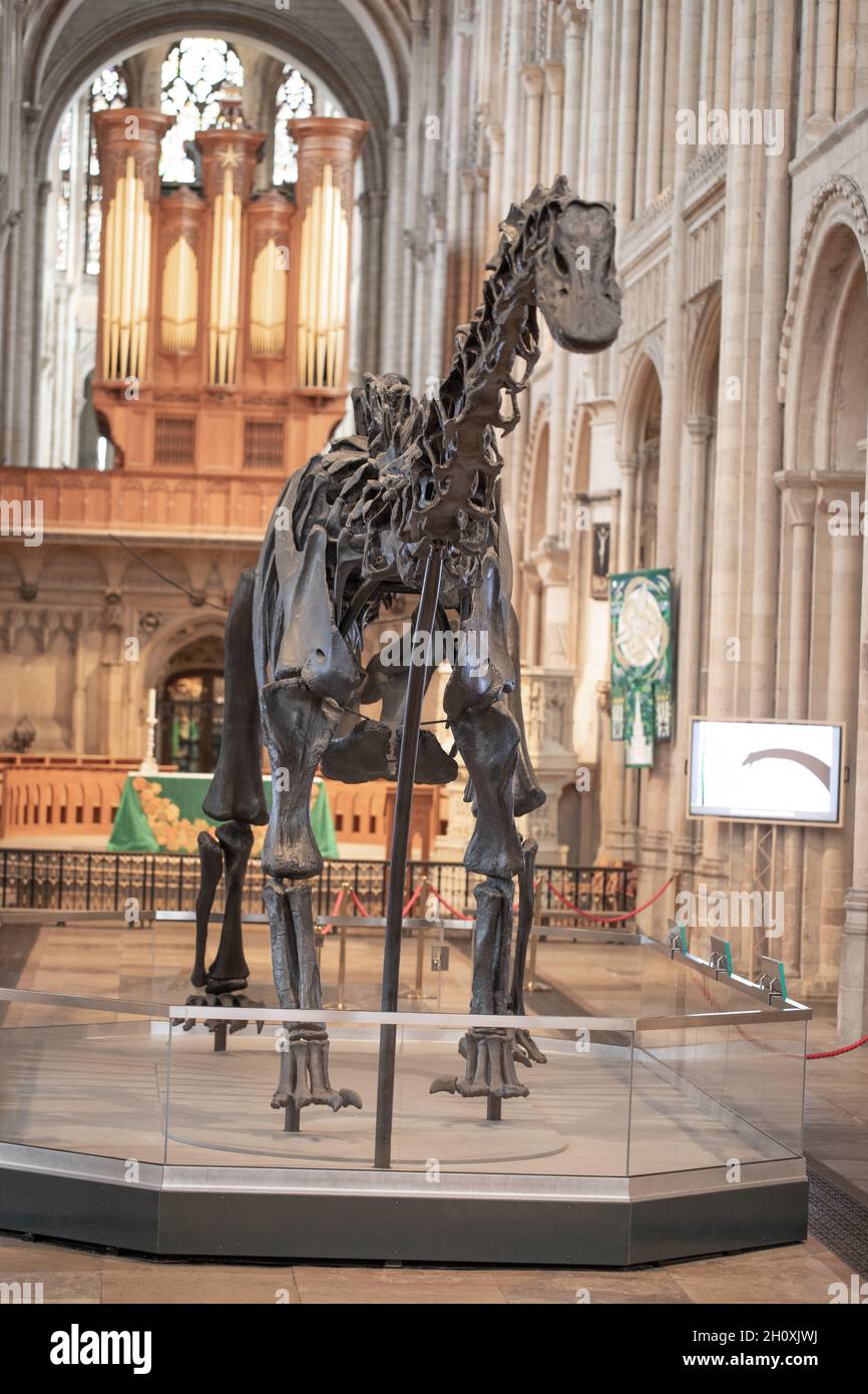 Vue de l'avant, "Dippy".Diplodocus carnegie, sauropode, dinosaure.Exposition dans la nef de la cathédrale de Norwich, 2021.Arrière-plan des tuyaux d'orgue de l'autel. Banque D'Images