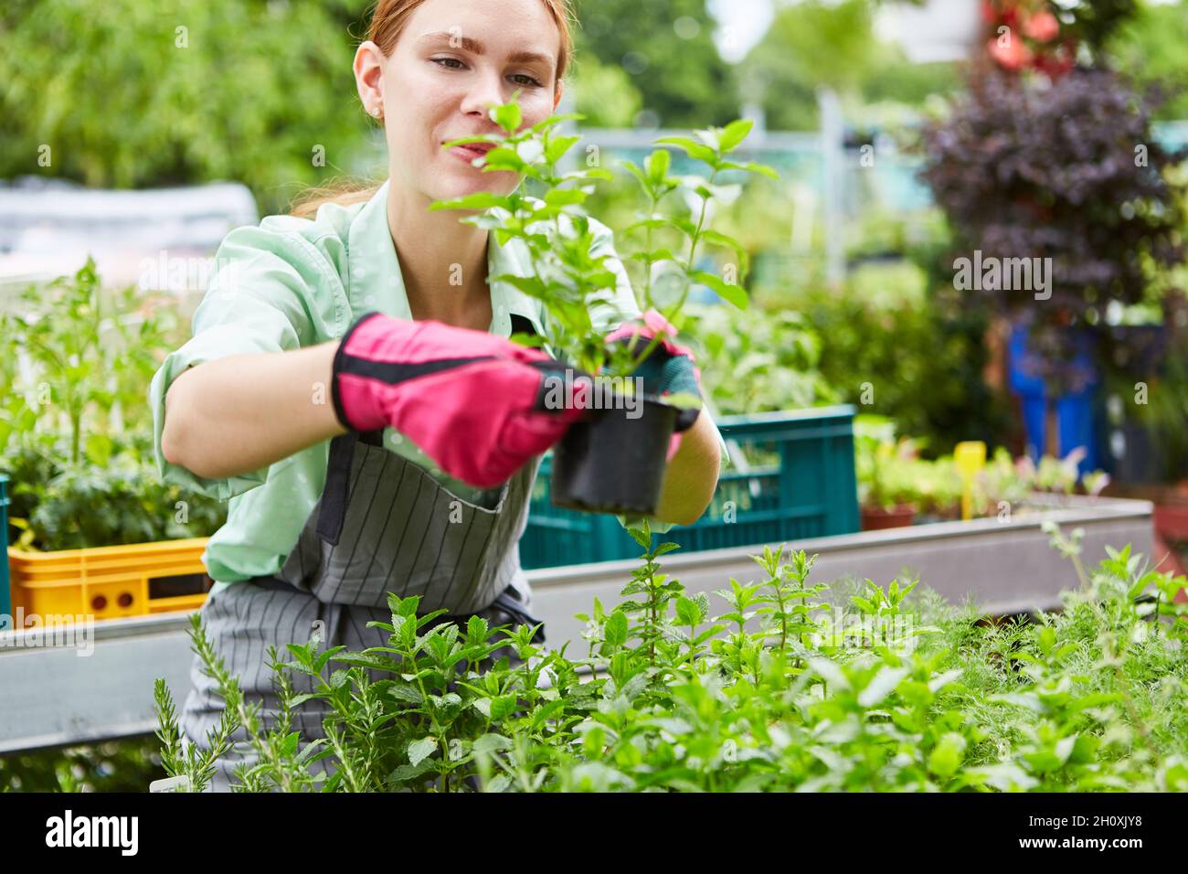 Jeune jardinier prenant soin des plantes dans un centre de jardin ou une pépinière Banque D'Images
