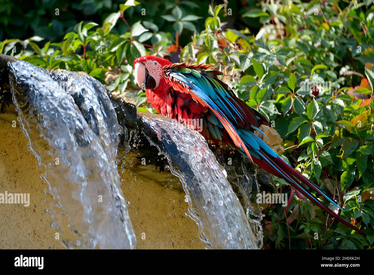 La macaw à ailes vertes (Ara chloroptera) à côté d'une cascade Banque D'Images