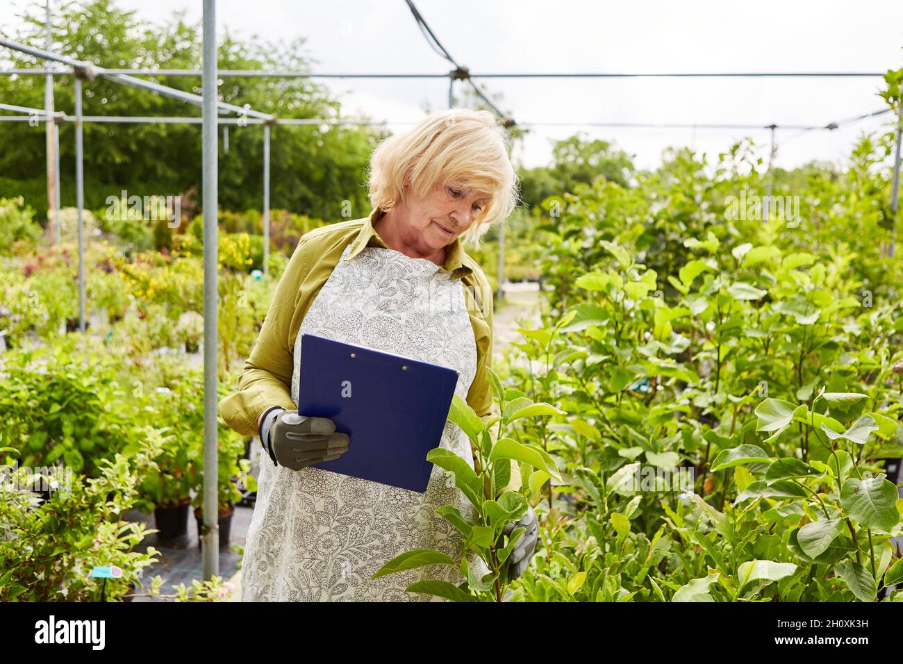 Le jardinier âgé contrôle la croissance des plantes avec le presse-papiers en opération horticole Banque D'Images