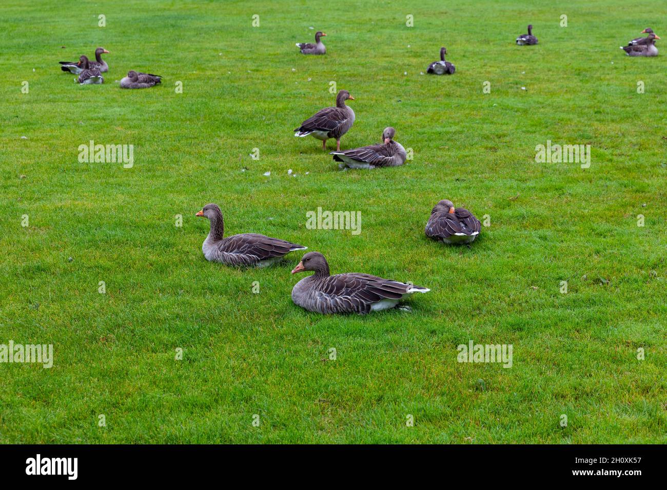 Un troupeau de canards sauvages est couché sur la pelouse verte de détente.Copier l'espace Banque D'Images