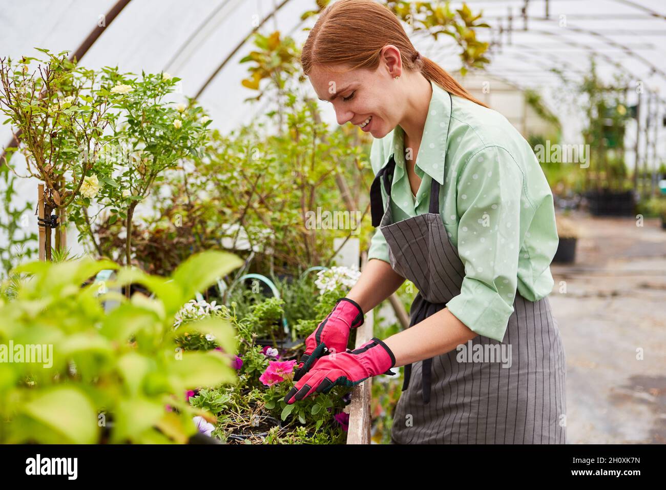 Bonne jeune femme prenant soin des fleurs et des plantes en serre Banque D'Images
