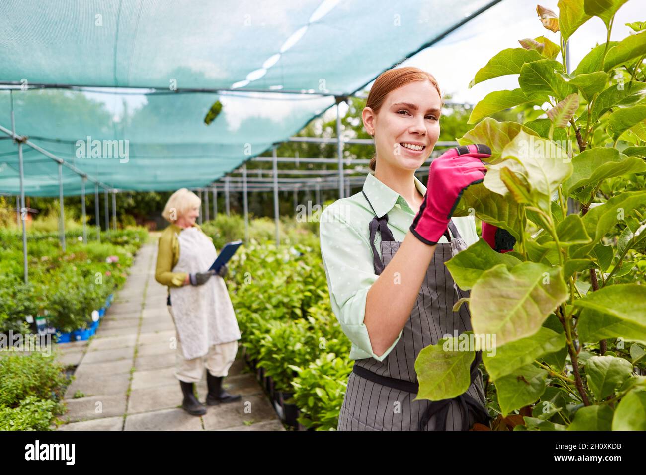 Jeune femme en tant que jardinière s'occupant des plantes dans la serre à la pépinière Banque D'Images