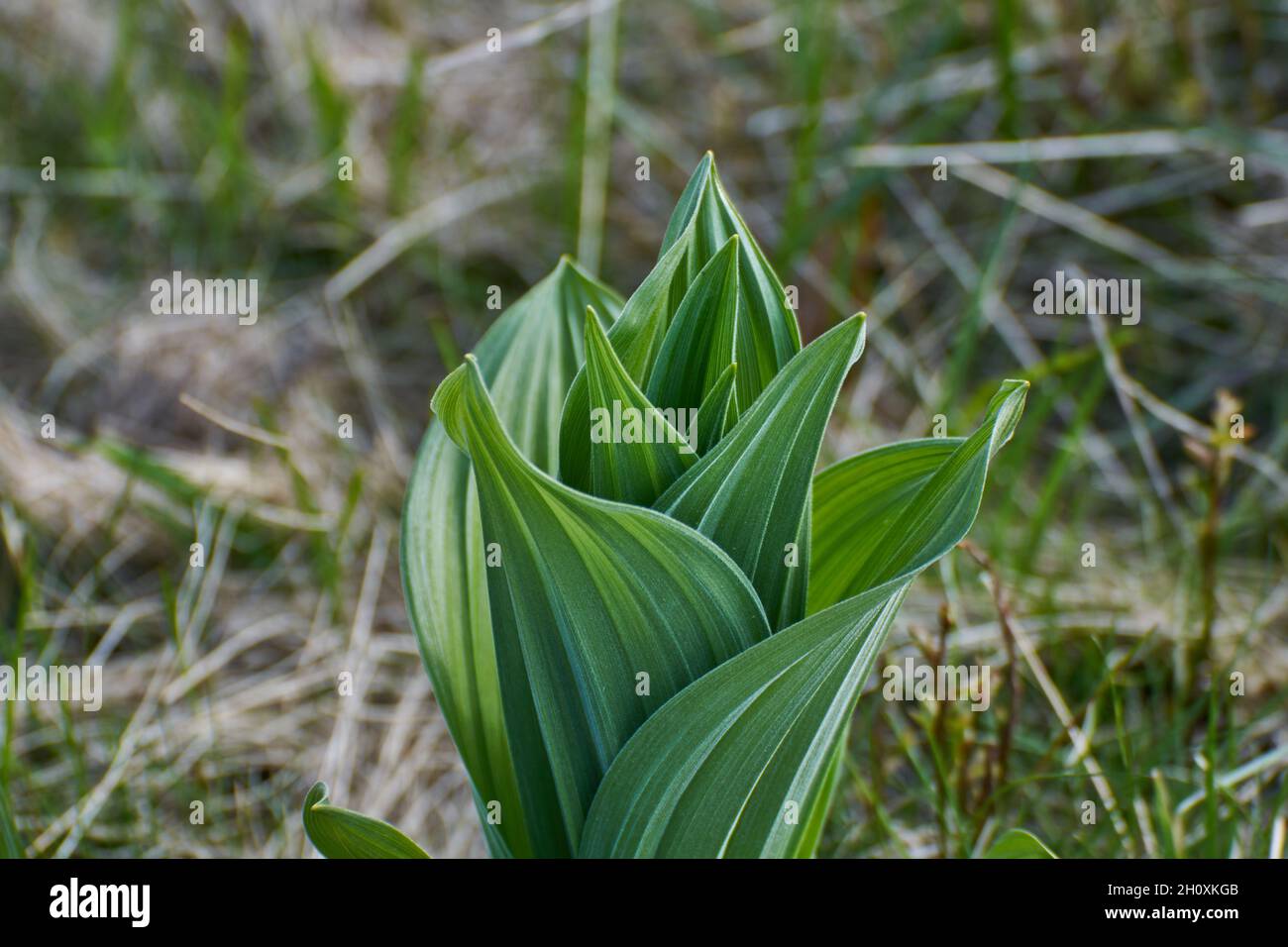 Veratrum viride vert fausse hellebore Banque D'Images