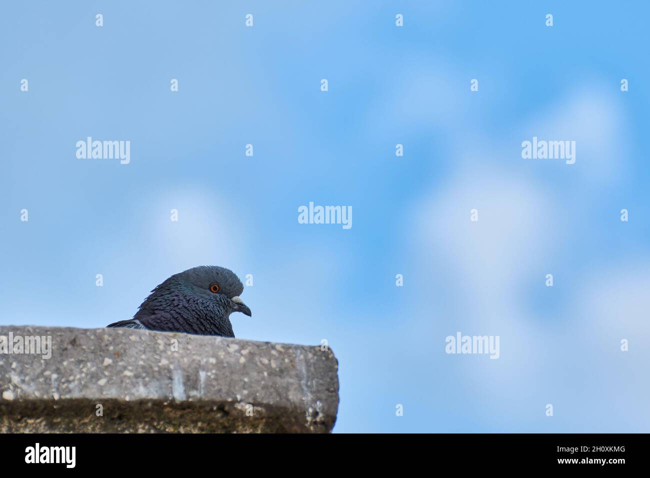 La tête d'un pigeon avec ciel et nuages en arrière-plan Banque D'Images