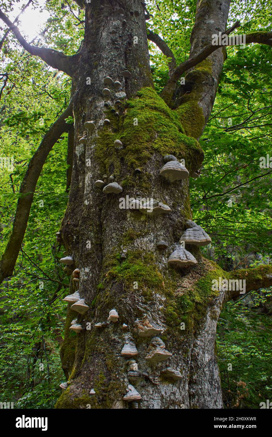 Mousse et herbe cultivées sur l'écorce d'un arbre Banque D'Images