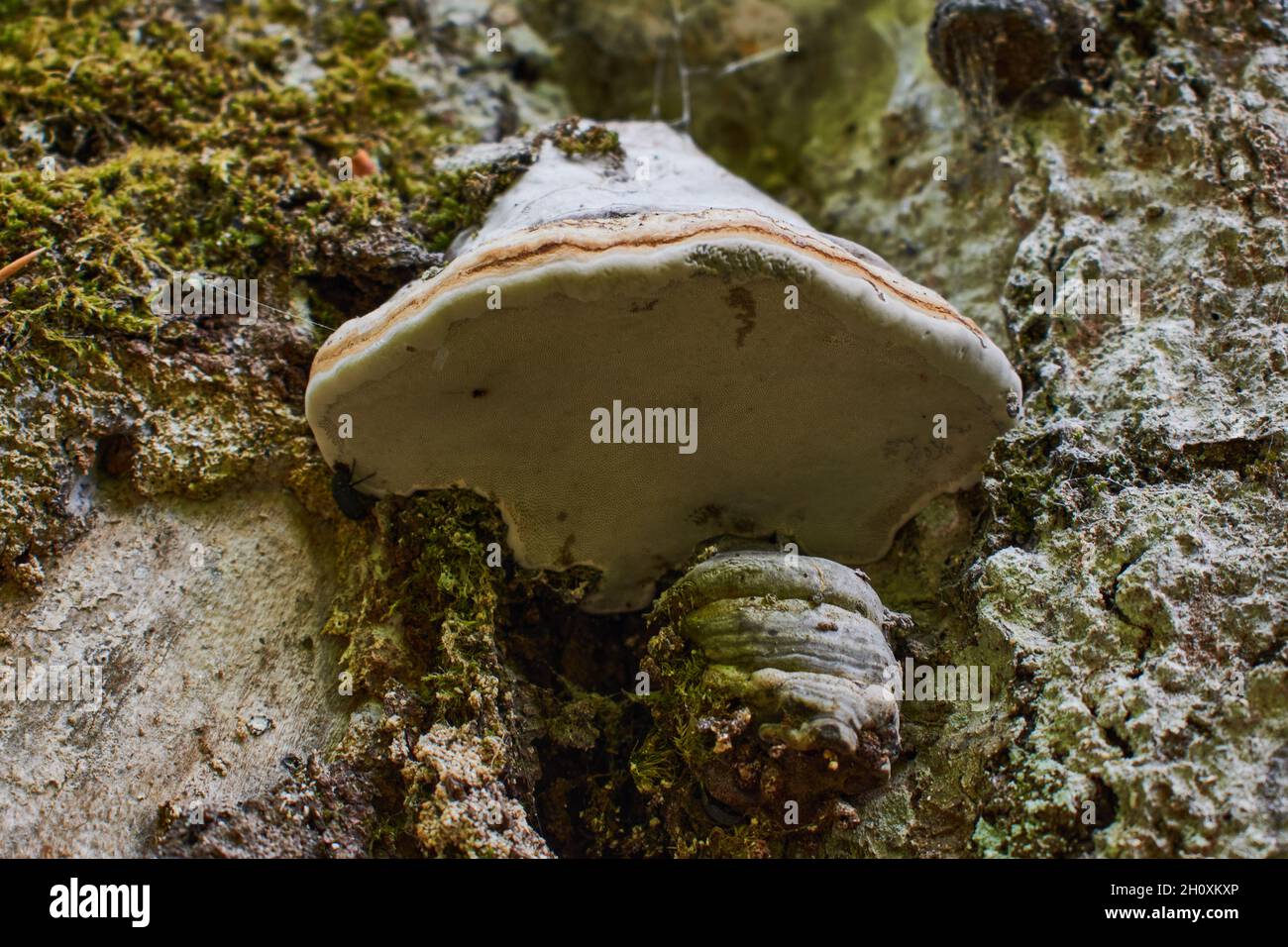 Mousse et herbe cultivées sur l'écorce d'un arbre Banque D'Images