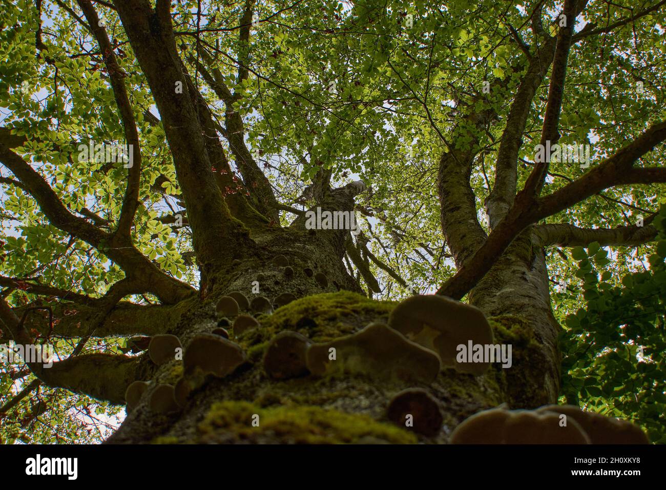 Mousse et herbe cultivées sur l'écorce d'un arbre Banque D'Images