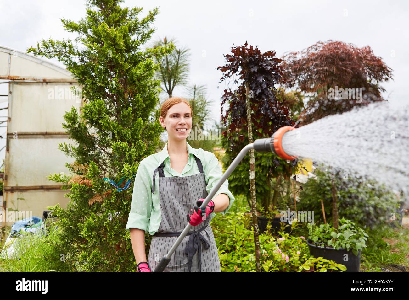 Jeune jardinier arrosoir des plantes avec une pomme de douche et un tuyau dans une pépinière Banque D'Images