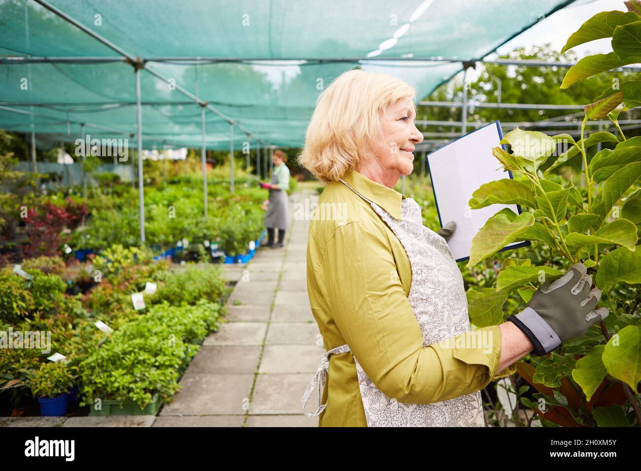 Jardinier s'occupant et vérifiant les plantes dans la serre dans le centre du jardin Banque D'Images